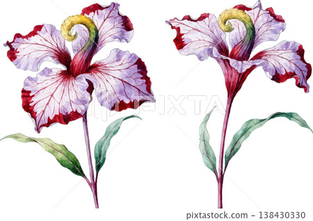 Watercolor Illustration of Exotic Purple and Red Flowers Watercolor Illustration of Exotic Purple and Red Flowers 138430330