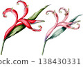 Watercolor Tropical Heliconia Flowers Illustration 138430331