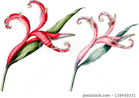Watercolor Tropical Heliconia Flowers Illustration Watercolor Tropical Heliconia Flowers Illustration 138430331
