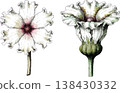 Hand-Drawn Botanical Illustration of White Ruffled Flowers 138430332