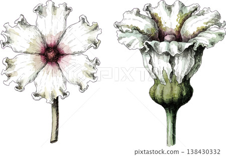 Hand-Drawn Botanical Illustration of White Ruffled Flowers 138430332
