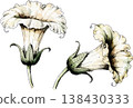 Watercolor Illustration of White Datura Flowers 138430333