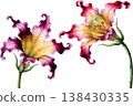 Watercolor Illustration of Two Vibrant Exotic Lily Flowers 138430335