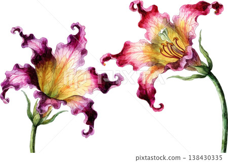 Watercolor Illustration of Two Vibrant Exotic Lily Flowers Watercolor Illustration of Two Vibrant Exotic Lily Flowers 138430335