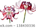 Watercolor Illustration of Red Spider Lily Flowers 138430336