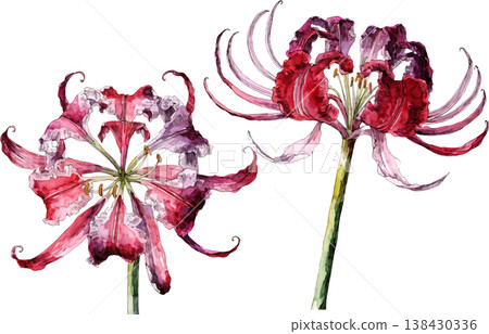 Watercolor Illustration of Red Spider Lily Flowers Watercolor Illustration of Red Spider Lily Flowers 138430336