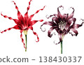 Watercolor Illustration of Red and Purple Spider Lily Flowers 138430337