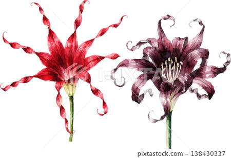 Watercolor Illustration of Red and Purple Spider Lily Flowers 138430337