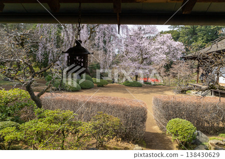 川越喜田寺:春天,日式庭園裡的櫻花盛開。 川越喜田寺:春天,日式庭園裡的櫻花盛開。 138430629