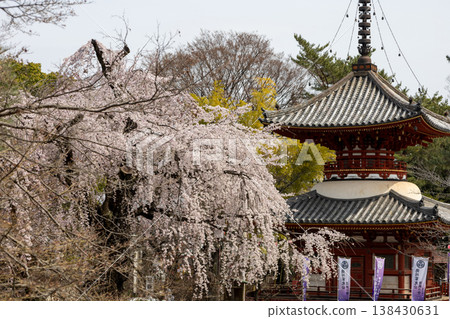 Kawagoe Kitain Temple, Springtime Scenery: Weeping Cherry Blossoms and Pagoda 138430631