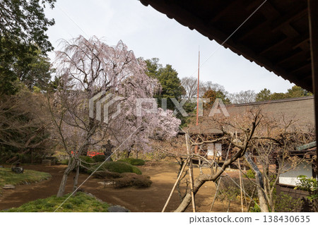 Kawagoe Kitain Temple: Cherry blossoms in the Japanese garden in spring. 138430635