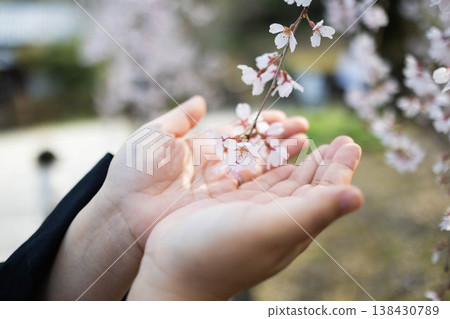 Weeping cherry blossoms touching the palm of your hand: A spring scene of cherry blossom viewing. 138430789