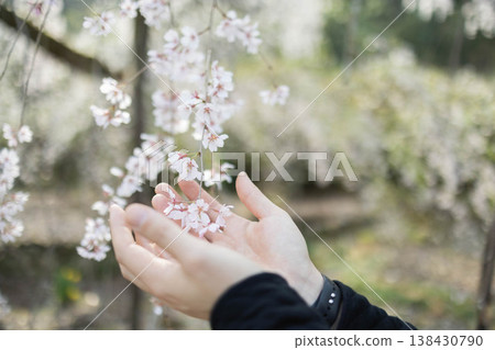 A spring cherry blossom viewing image: Holding a weeping cherry blossom in one's hand. A spring cherry blossom viewing image: Holding a weeping cherry blossom in one's hand. 138430790
