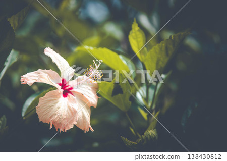 在南部國家盛開的芙蓉 在南部國家盛開的芙蓉 138430812