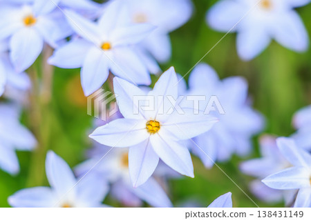 白色伊菲翁花與綠色背景:天然春季素材 白色伊菲翁花與綠色背景:天然春季素材 138431149