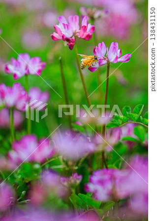 A honeybee perched on a spring flower: A close-up shot capturing the workings of nature. A honeybee perched on a spring flower: A close-up shot capturing the workings of nature. 138431150