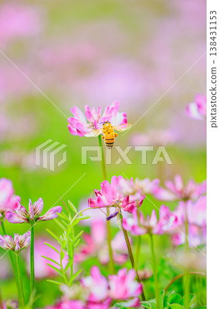 蜜蜂採集花蜜和嬌嫩的花朵：用微距鏡頭捕捉春天的自然景象。 138431153