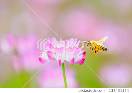 A close-up of a bee perched on a flower and a pink spring flower. A close-up of a bee perched on a flower and a pink spring flower. 138431154