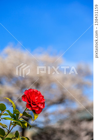 Red camellias and cherry blossoms stand out against the blue sky, creating a serene spring landscape. Red camellias and cherry blossoms stand out against the blue sky, creating a serene spring landscape. 138431159