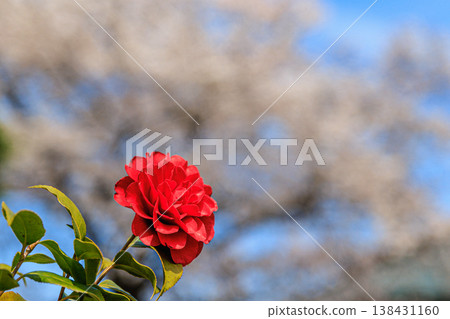 A soft bokeh effect with a spring blue sky and camellia flowers, and cherry blossoms in the background. A soft bokeh effect with a spring blue sky and camellia flowers, and cherry blossoms in the background. 138431160