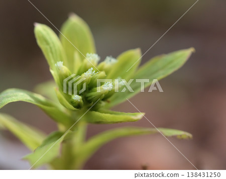 Cute butterbur sprouts that emerged in the warm month of March Cute butterbur sprouts that emerged in the warm month of March 138431250