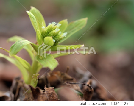 Cute butterbur sprouts that emerged in the warm month of March Cute butterbur sprouts that emerged in the warm month of March 138431251