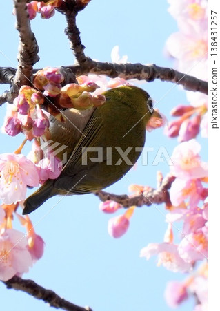 藍天、粉紅色的河津櫻花和繡眼鳥 138431257