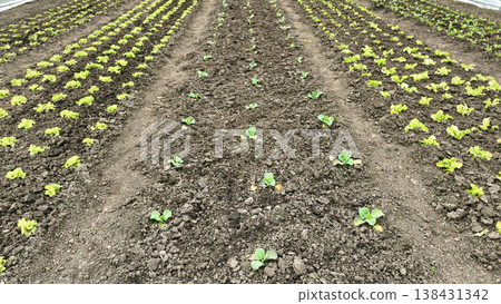 Farmland farm bio kohlrabi cabbage brassica oleracea german turnip onion allium cepa bulb or common leafy green agriculture ecological vegetable planted row several various organic edible green 138431342