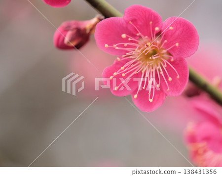 Red and cute plum blossoms that bloom in March "Benichidori" Red and cute plum blossoms that bloom in March "Benichidori" 138431356