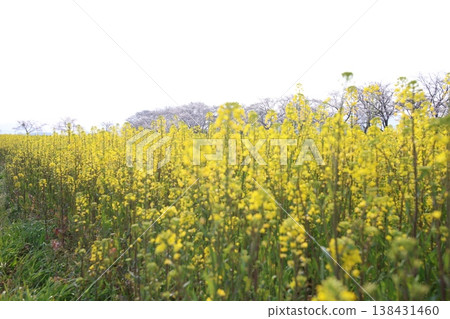 強姦開花 強姦開花 138431460