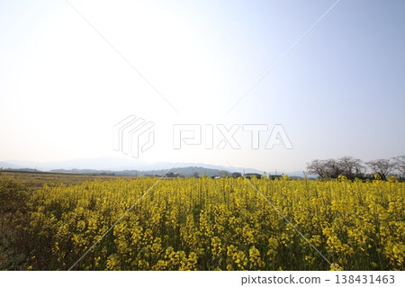 Rape flower 3 Rape flower 3 138431463