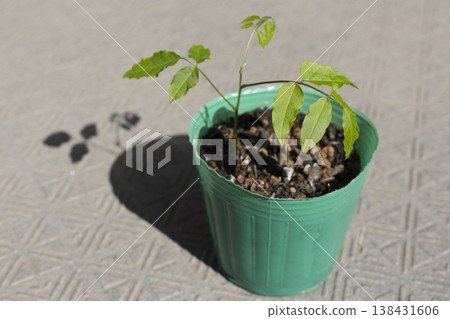 紫藤幼苗剛發芽時的樣子 138431606