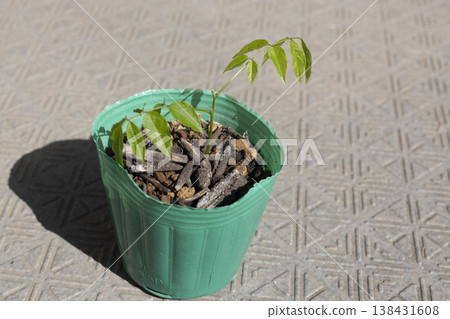 紫藤幼苗剛發芽時的樣子 紫藤幼苗剛發芽時的樣子 138431608