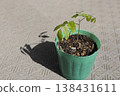 Wisteria seedlings immediately after germination 138431611