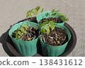 Wisteria seedlings immediately after germination 138431612