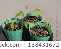 Wisteria seedlings immediately after germination 138431672