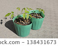 Wisteria seedlings immediately after germination 138431673