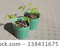 Wisteria seedlings immediately after germination 138431675
