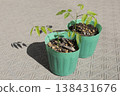 Wisteria seedlings immediately after germination 138431676
