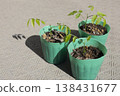 Wisteria seedlings immediately after germination 138431677