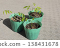Wisteria seedlings immediately after germination 138431678