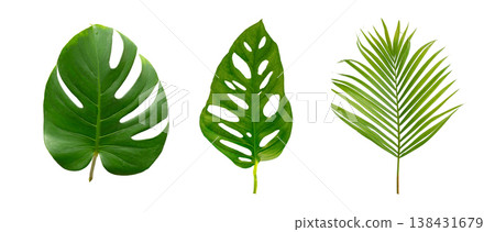 Monstera and palm green leaf tropical plant isolated on white background. Monstera and palm green leaf tropical plant isolated on white background. 138431679