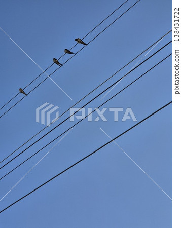 high voltage power lines. power lines against the sky. swallows on wires against the blue sky high voltage power lines. power lines against the sky. swallows on wires against the blue sky 138431722