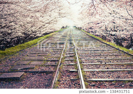 Walking through the cherry blossom tunnel, Kyoto's Incline is absolutely magical. Walking through the cherry blossom tunnel, Kyoto's Incline is absolutely magical. 138431751