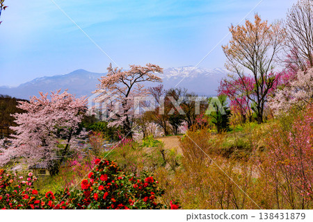 Hanamiyama in the full bloom of spring, a panoramic view of a paradise where colorful cherry blossoms and other flowers adorn the mountain. Hanamiyama in the full bloom of spring, a panoramic view of a paradise where colorful cherry blossoms and other flowers adorn the mountain. 138431879