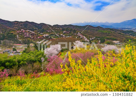 Hanamiyama in the full bloom of spring, a panoramic view of a paradise where colorful cherry blossoms and other flowers adorn the mountain. Hanamiyama in the full bloom of spring, a panoramic view of a paradise where colorful cherry blossoms and other flowers adorn the mountain. 138431882