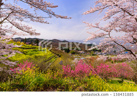 Hanamiyama in the full bloom of spring, a panoramic view of a paradise where colorful cherry blossoms and other flowers adorn the mountain. 138431885