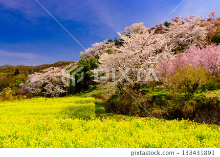 Hanamiyama in the full bloom of spring, a panoramic view of a paradise where colorful cherry blossoms and other flowers adorn the mountain. 138431891