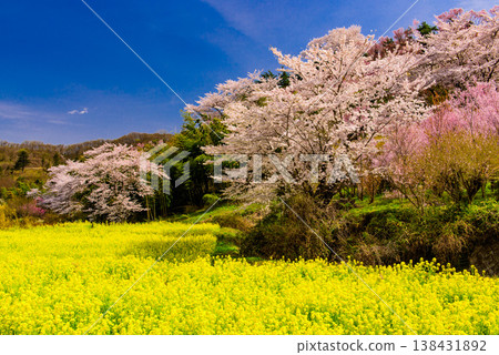 Hanamiyama in the full bloom of spring, a panoramic view of a paradise where colorful cherry blossoms and other flowers adorn the mountain. 138431892