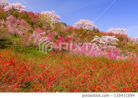 春暖花開的花見山，宛如人間天堂，五彩繽紛的櫻花和其他鮮花裝飾著整座山。 138431894
